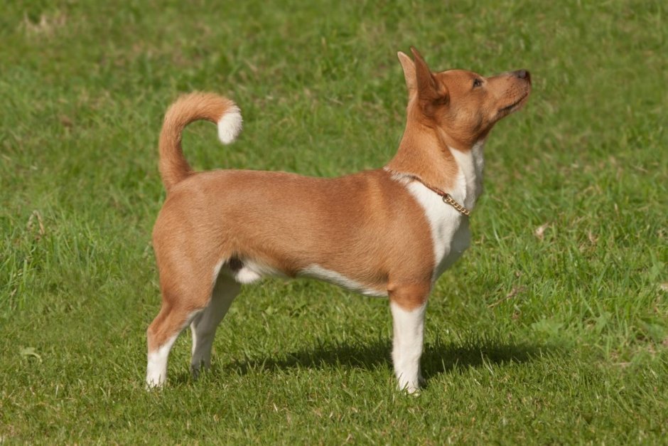 Португальская поденгу малая