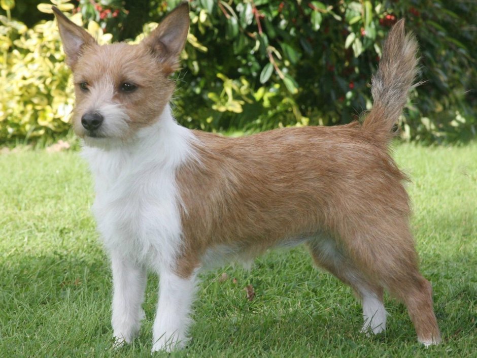 Порода собак португальский поденгу