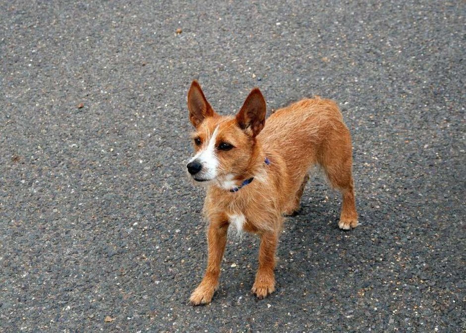 Португальский поденго миниатюрный гладкошерстный