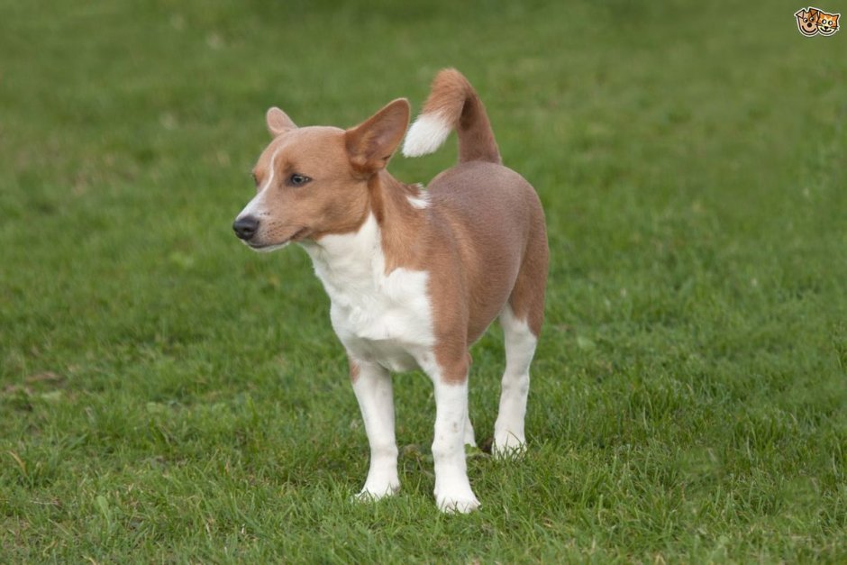 Порода собак португальский поденгу