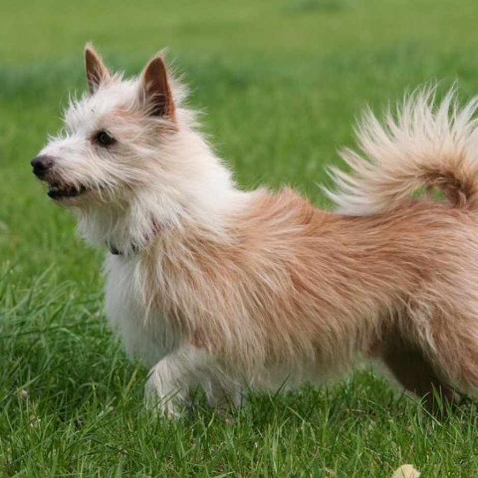 Португальский поденгу