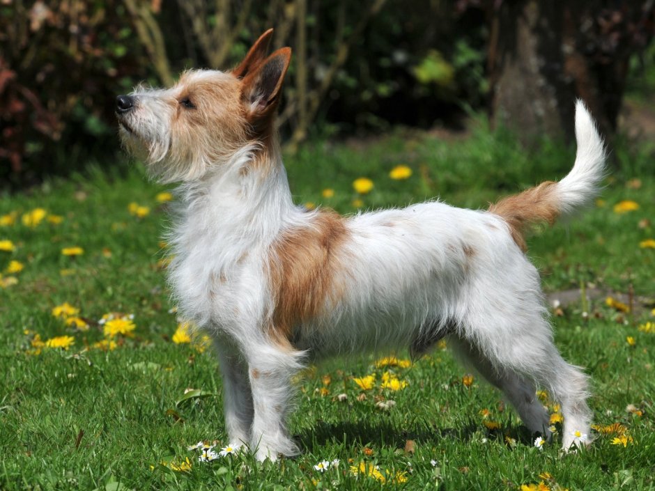 Португальский поденго жесткошерстный