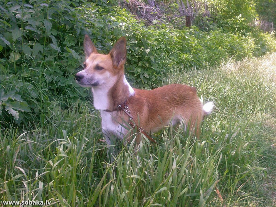 Португальский поденгу средний гладкошерстный