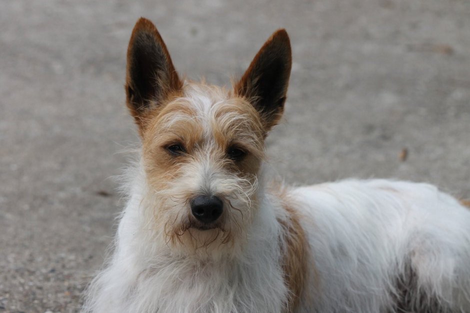 Поденгу португезе жесткошерстный