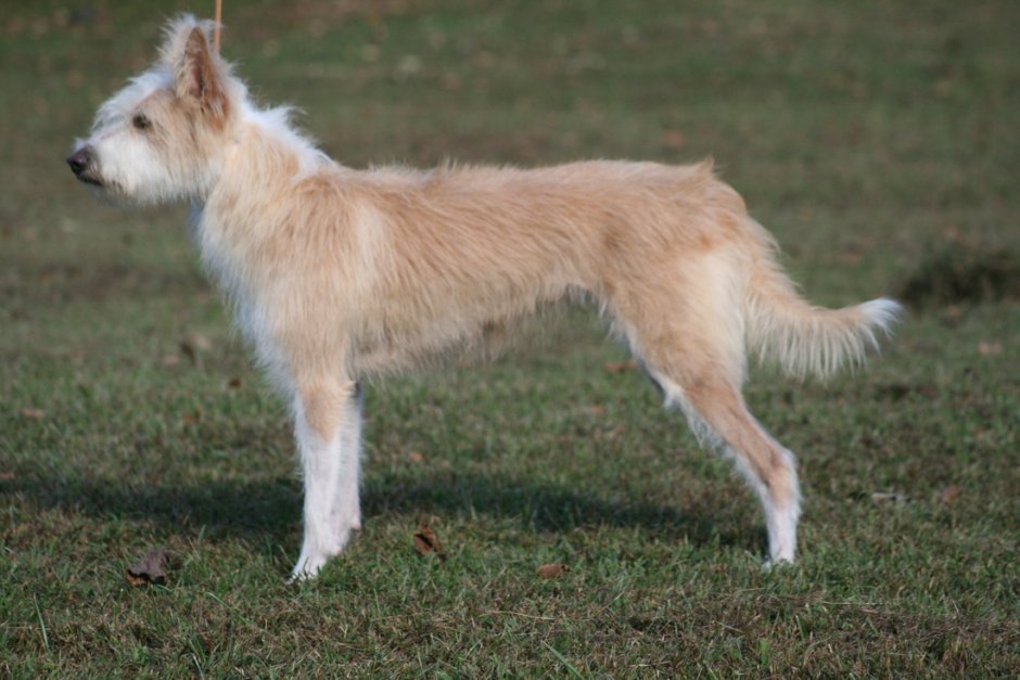 Португальский поденго жесткошерстный
