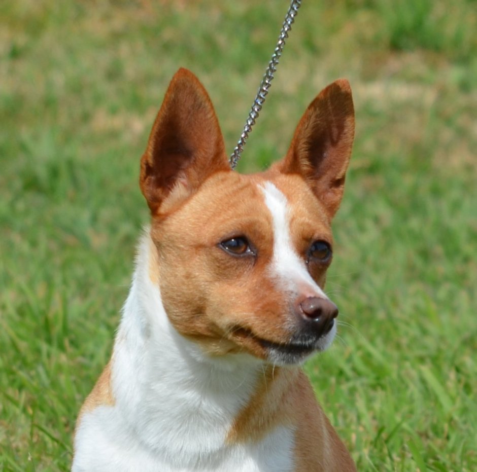 Порода собак португальский поденгу