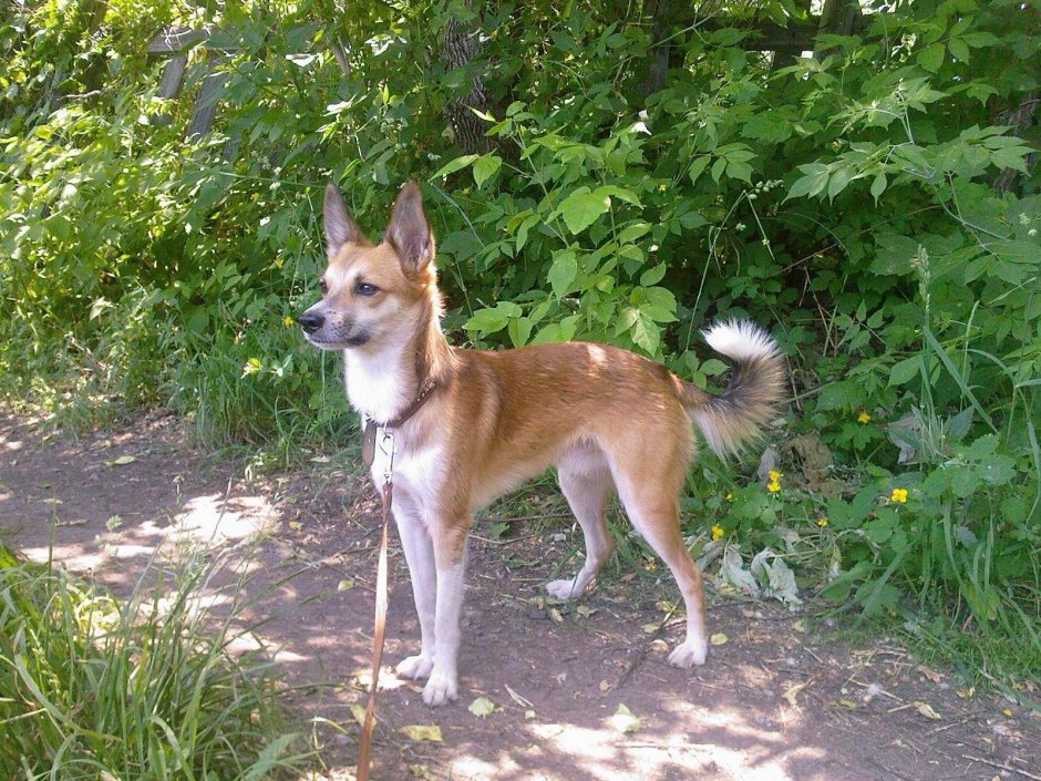 Португальский поденгу малый