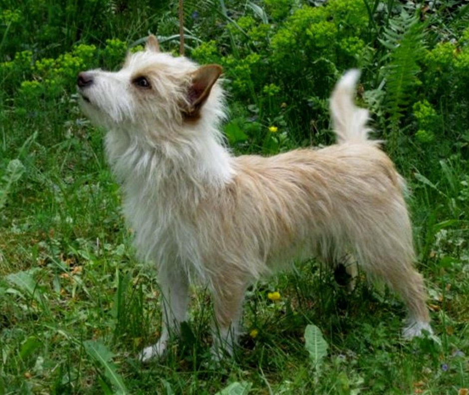 Португальский поденгу