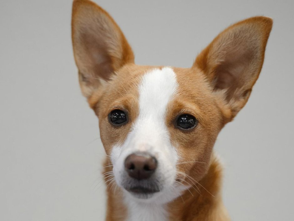 Португальский поденго гладкошерстный