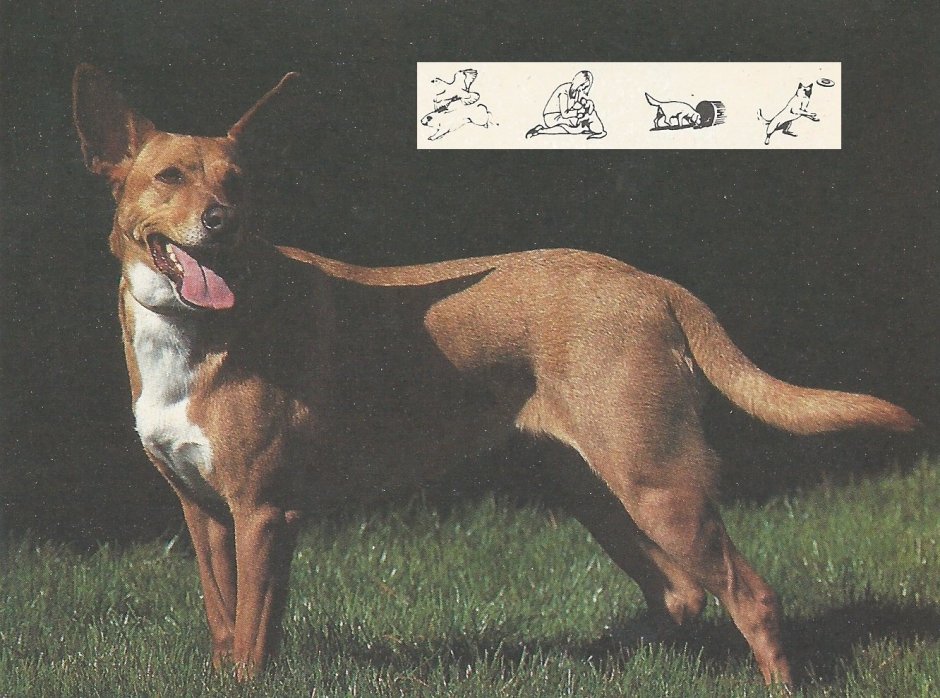 Поденгу португезе жесткошерстный средний