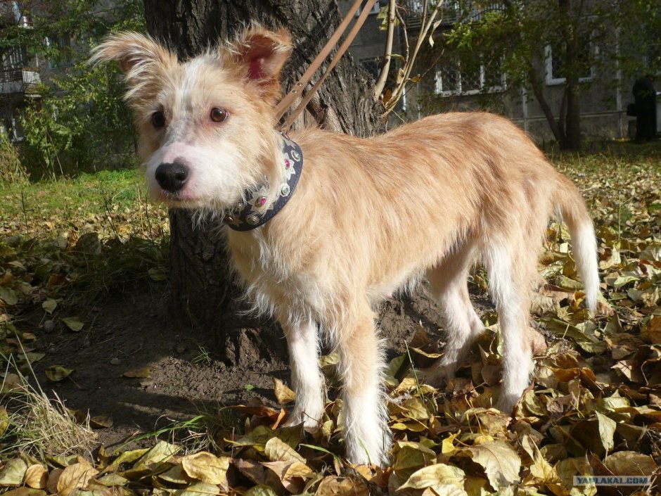 Португальский поденгу жесткошерстный