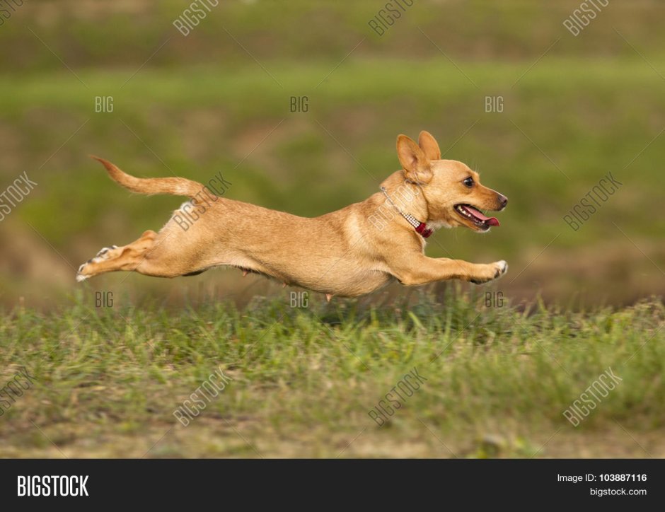 Португальский бегу собака