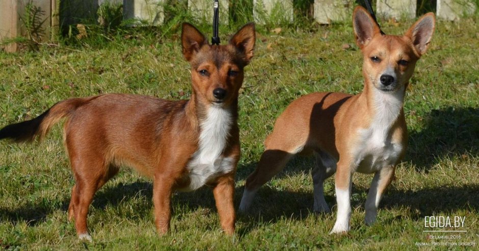 Португальский поденго малый с хозяином