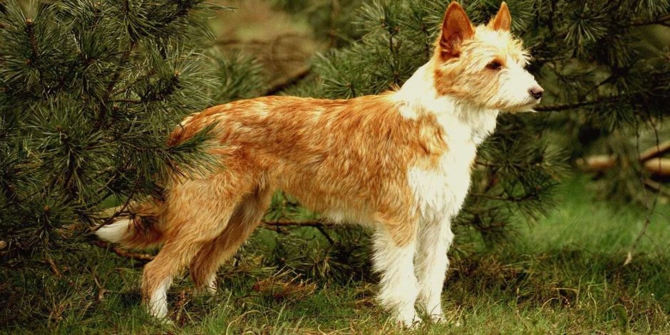 Португальская гончая поденгу