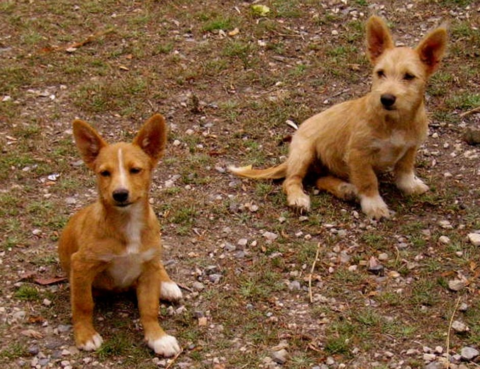 Поденгу португезе малый