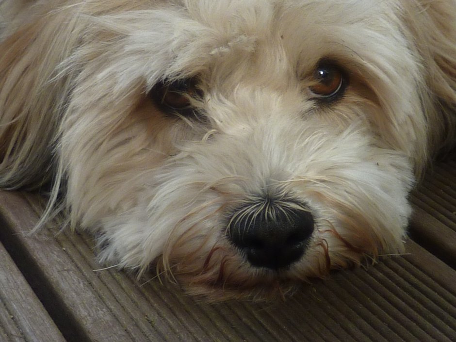 Лхаса Апсо, Кавапу, Мальтийский,