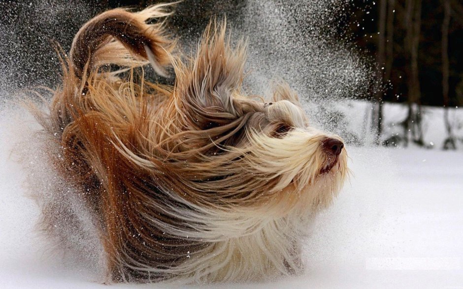 Йоркширский терьер и колли