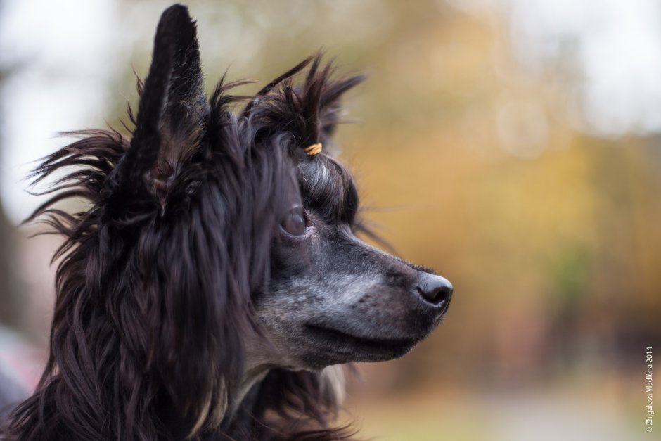 Китайская хохлатая черная