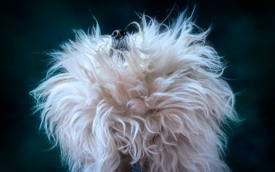 Шерсть собаки