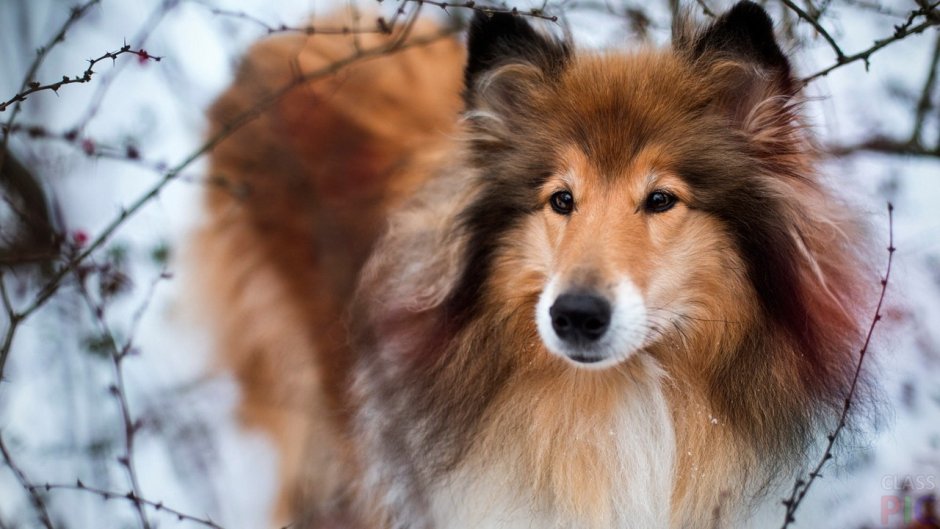 Колли короткошерстный Шотландская овчарка