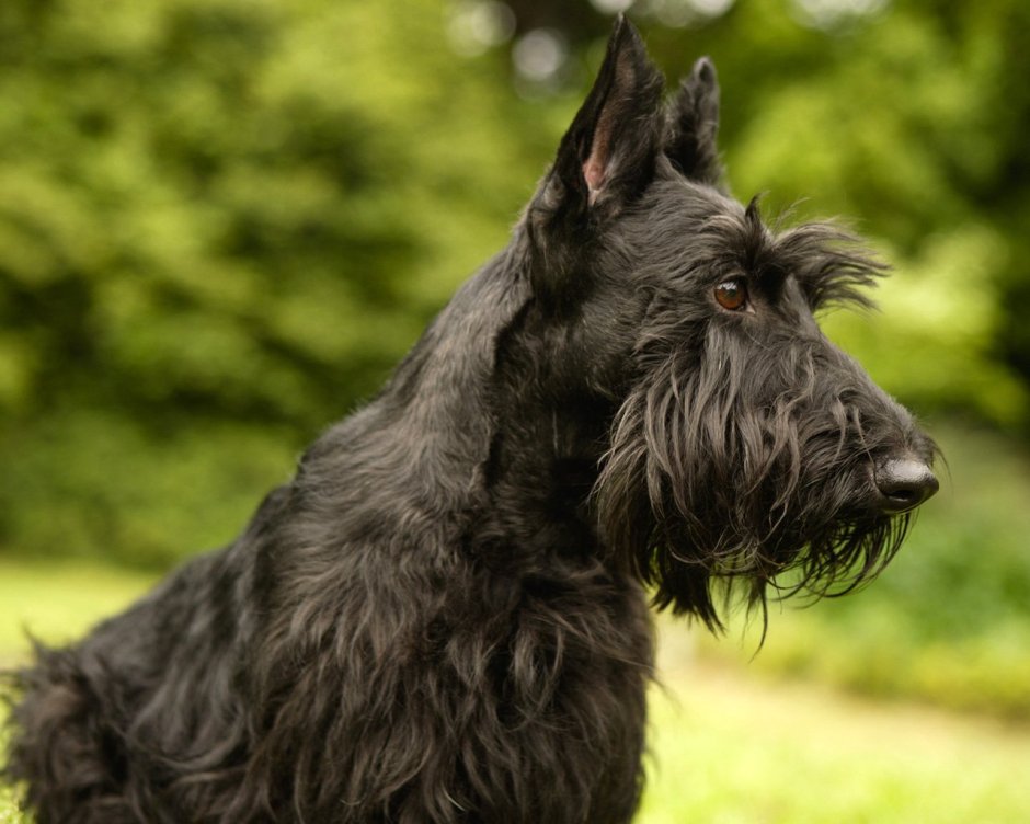 Порода собак шотландский терьер