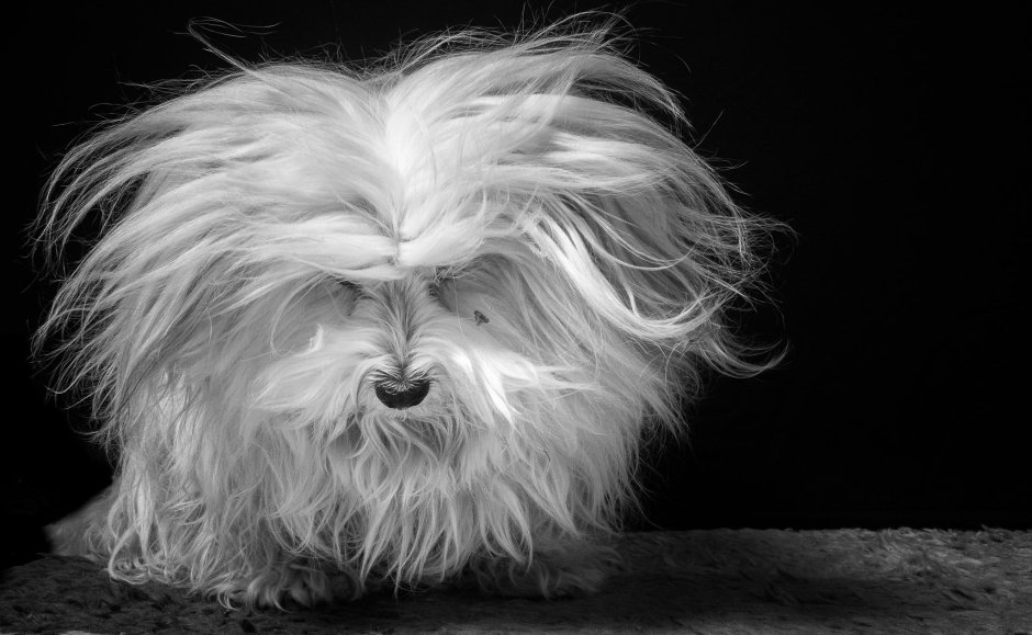 Лохматая собака с длинной шерстью