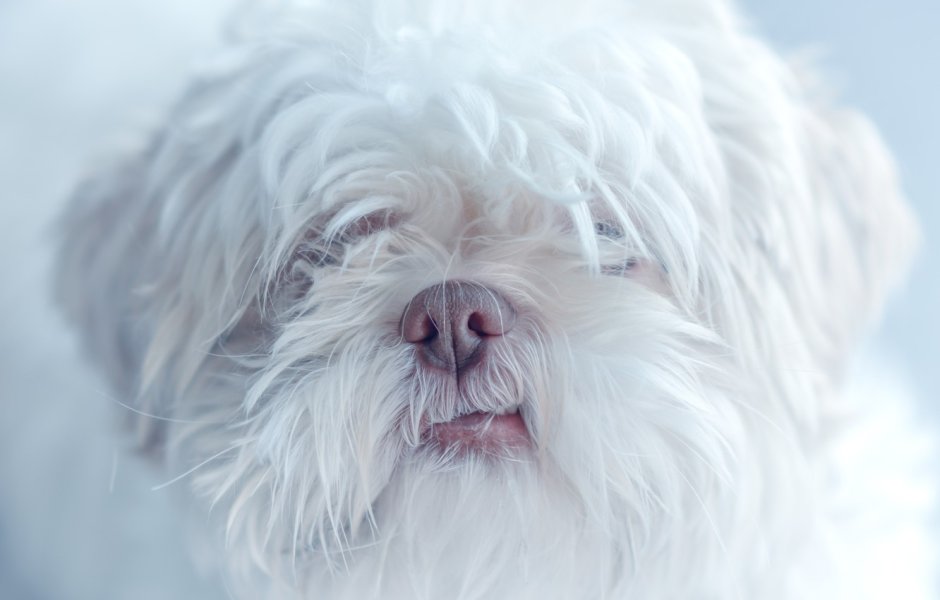 Шерсть собаки