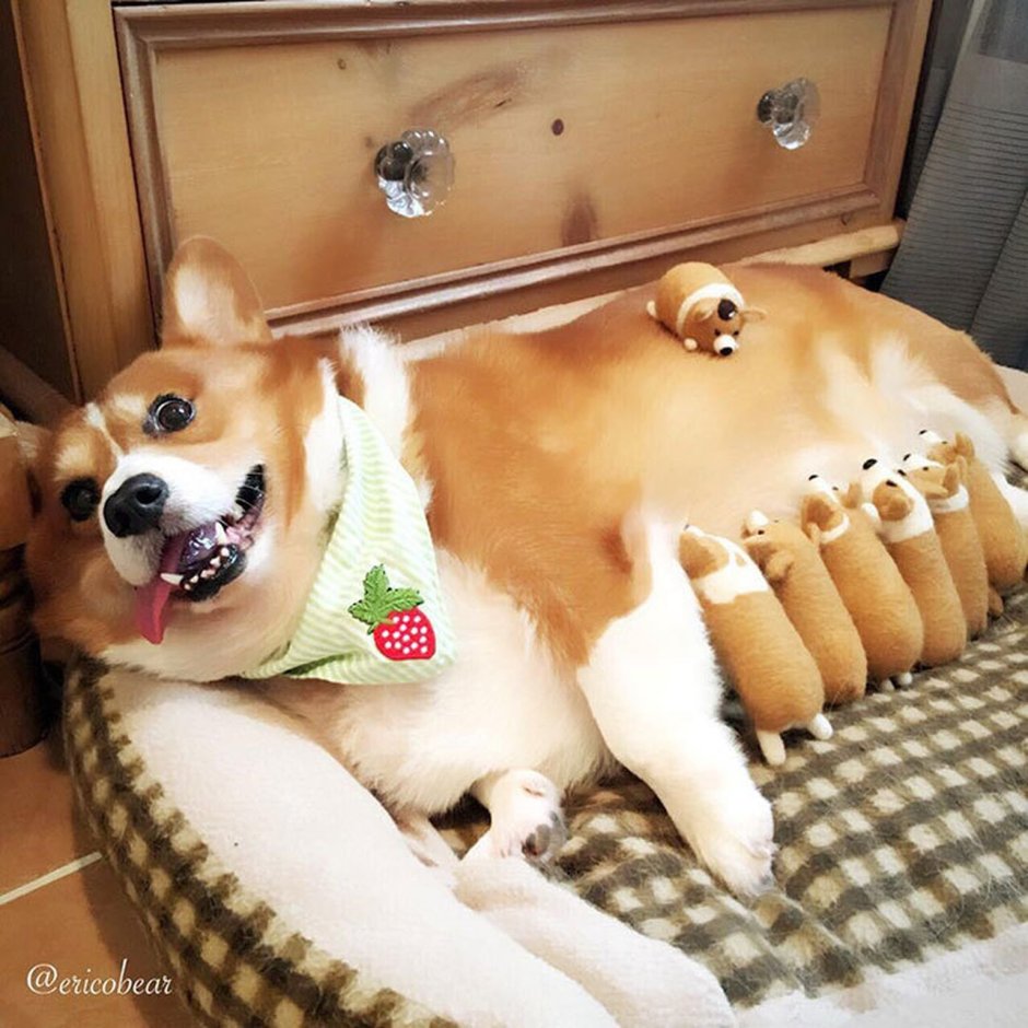 Сосисочка корги