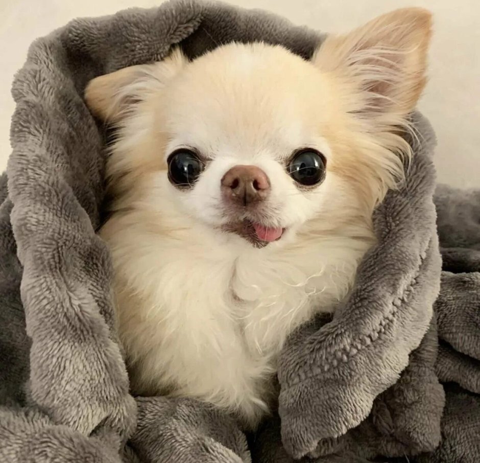 Чихуахуа шивава