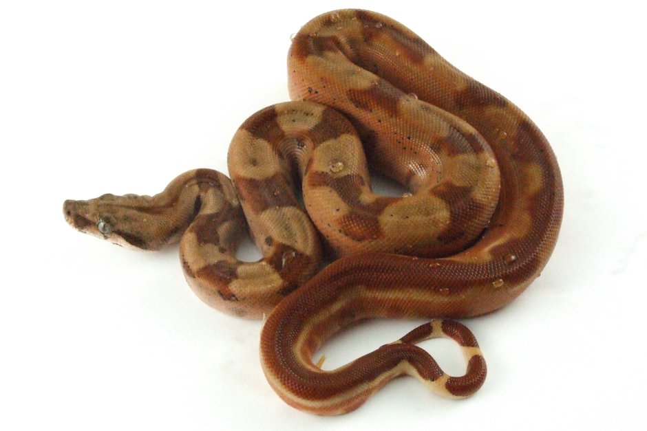 Hypo boa
