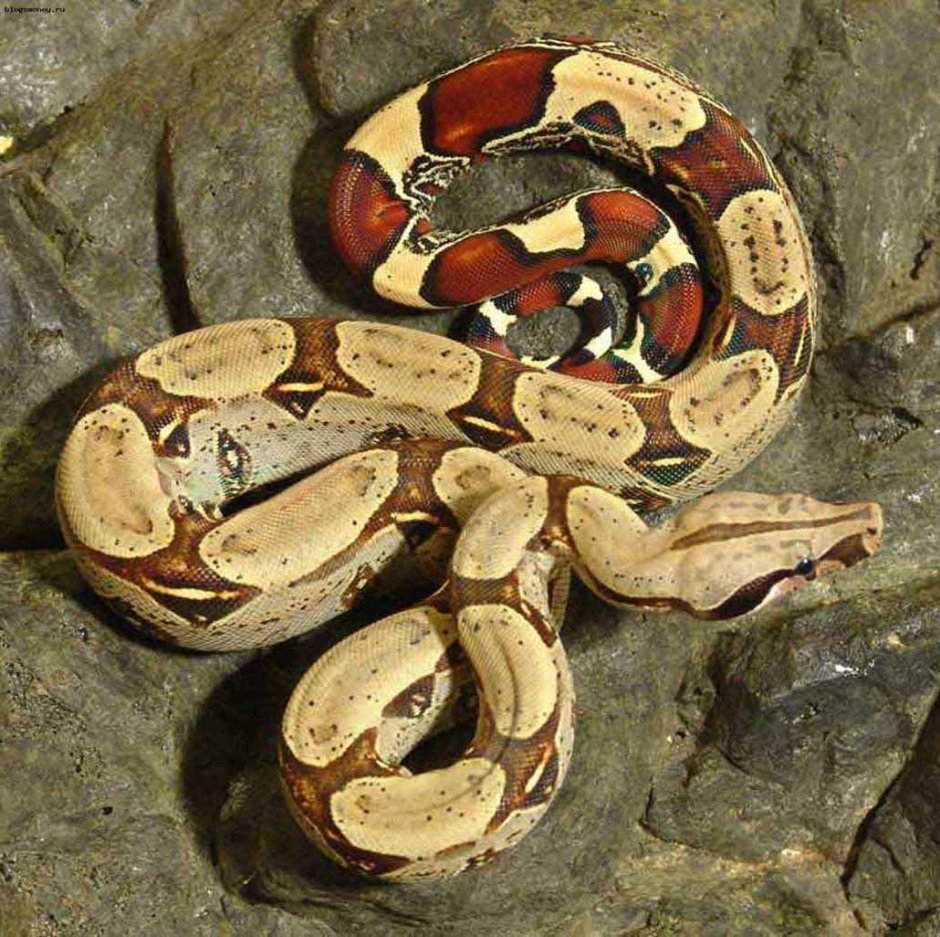 Удав boa Constrictor