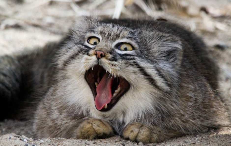 Кот Манул
