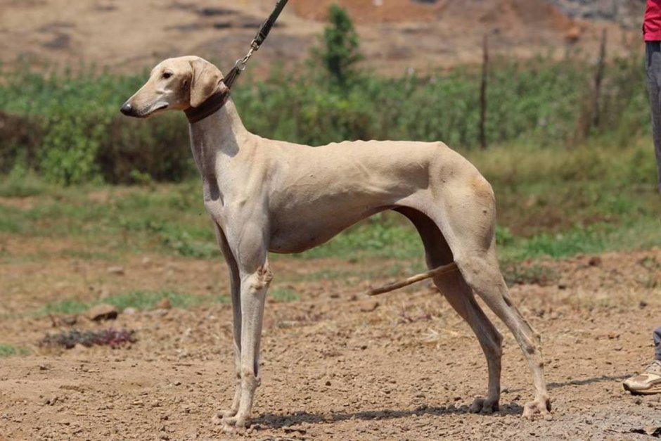 Караванная борзая Caravan Hound (Mudhol Hound)