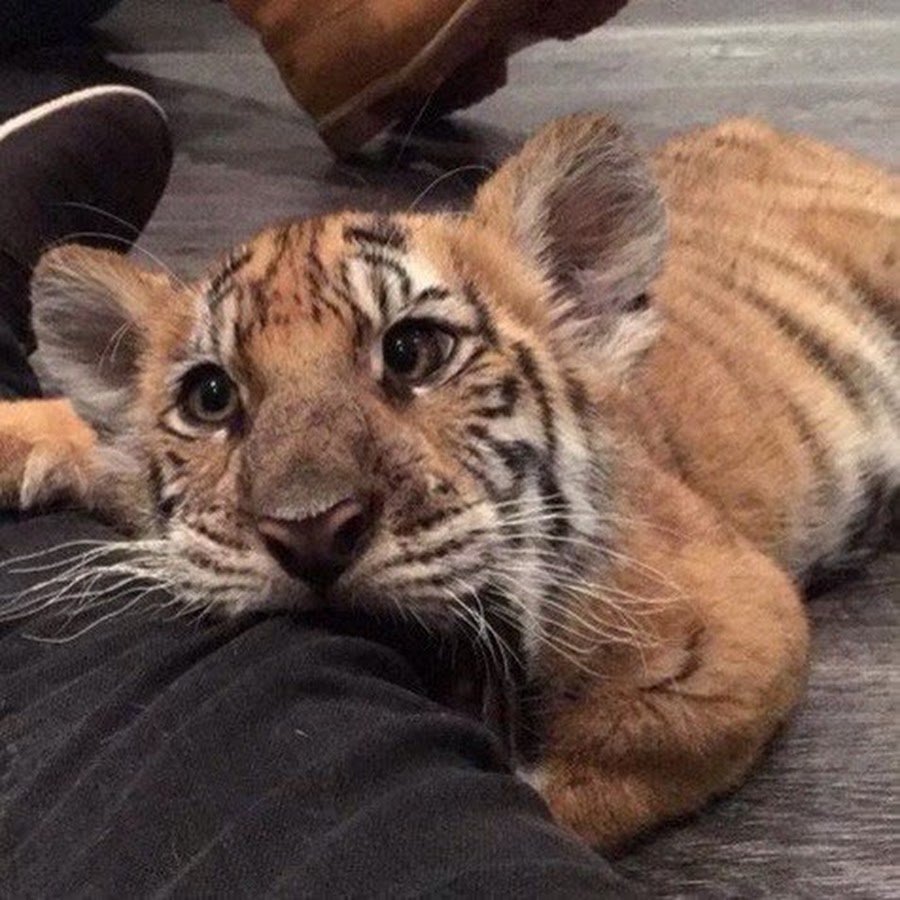 Милый Тигрёнок Эстетика