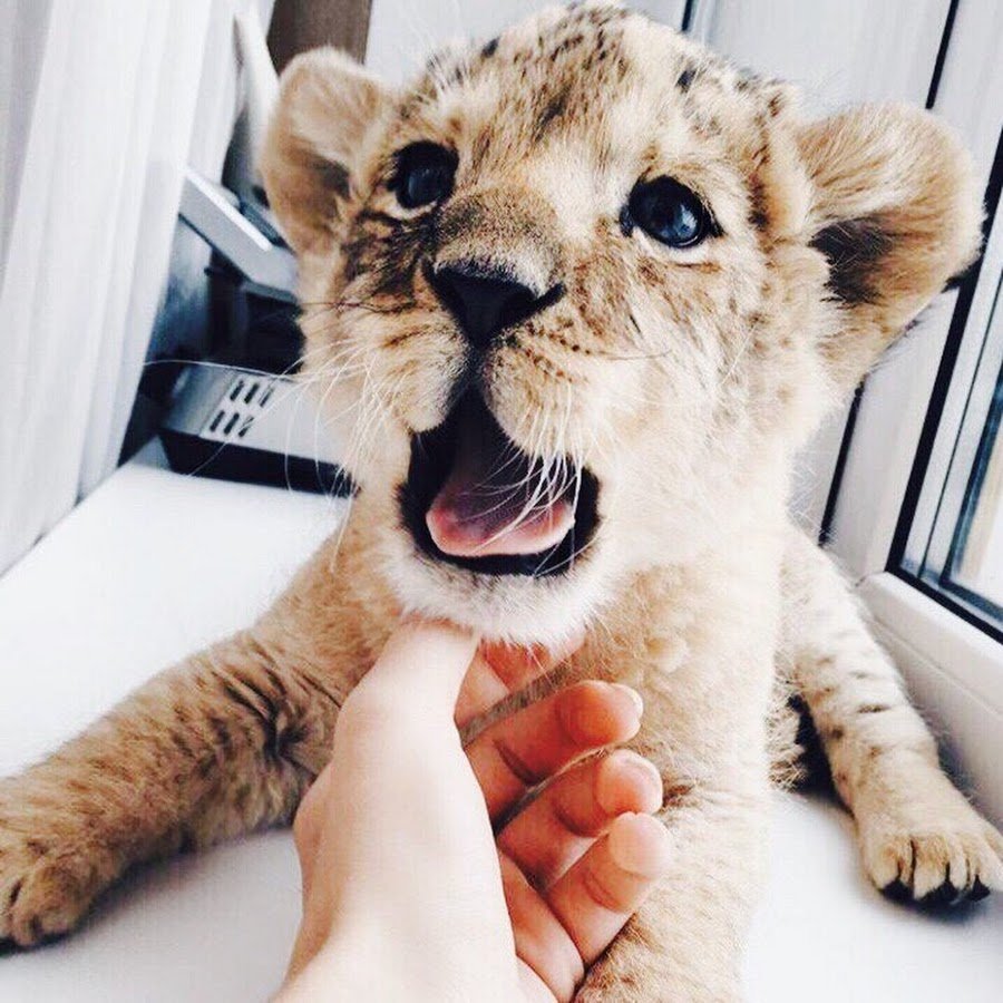 Львенок на руках
