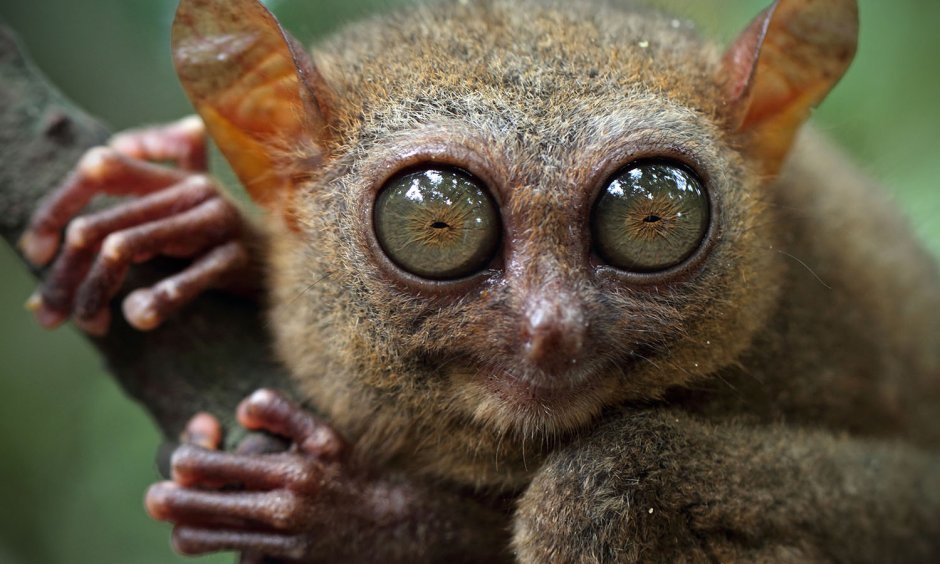 Сумчатый долгопят