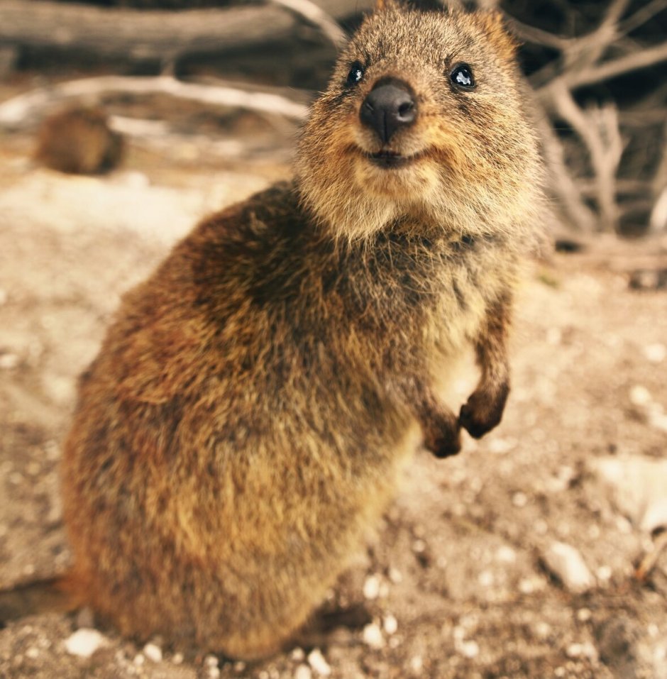 Австралийский поссум