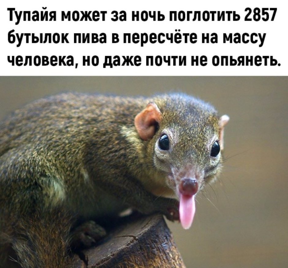 Обыкновенная тупайя