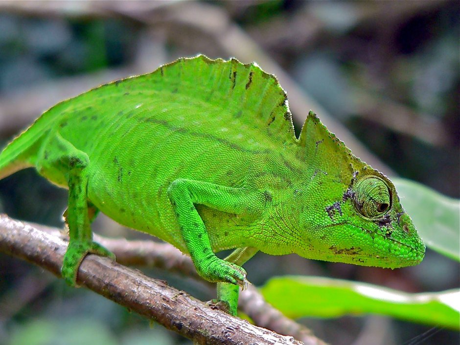 Хамелеон Джексона (Trioceros jacksonii)