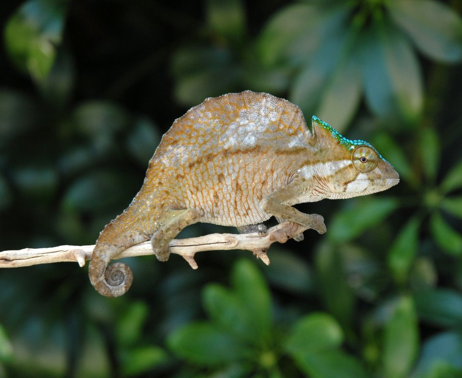Chamaeleo quadricornis