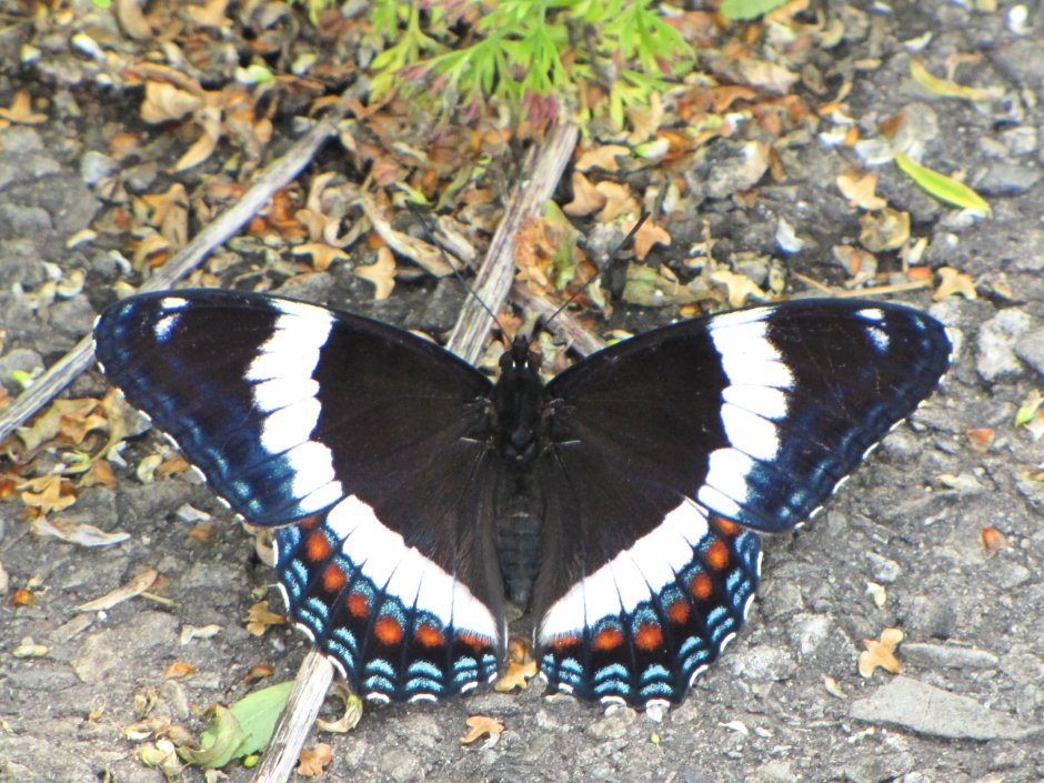 Limenitis Arthemis