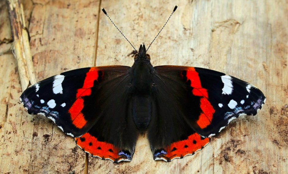 Vanessa Atalanta бабочка