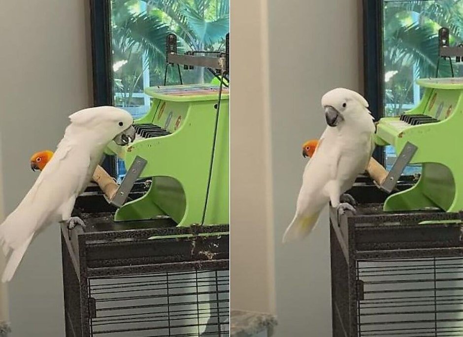 Попугай меломан