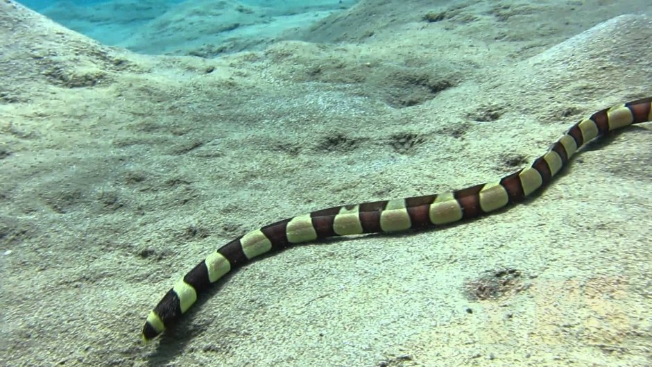 Banded Snake eel