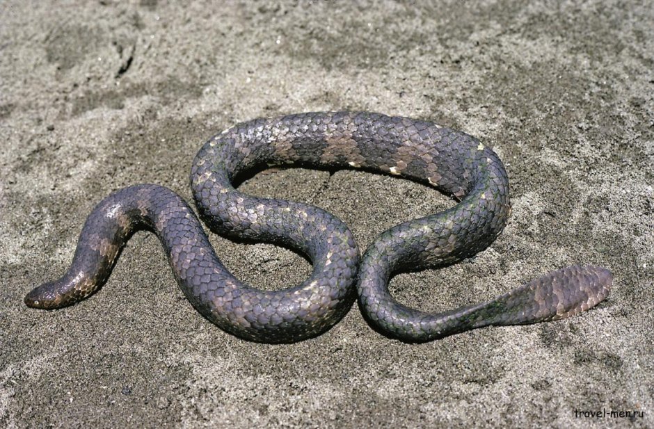 Aipysurus apraefrontalis