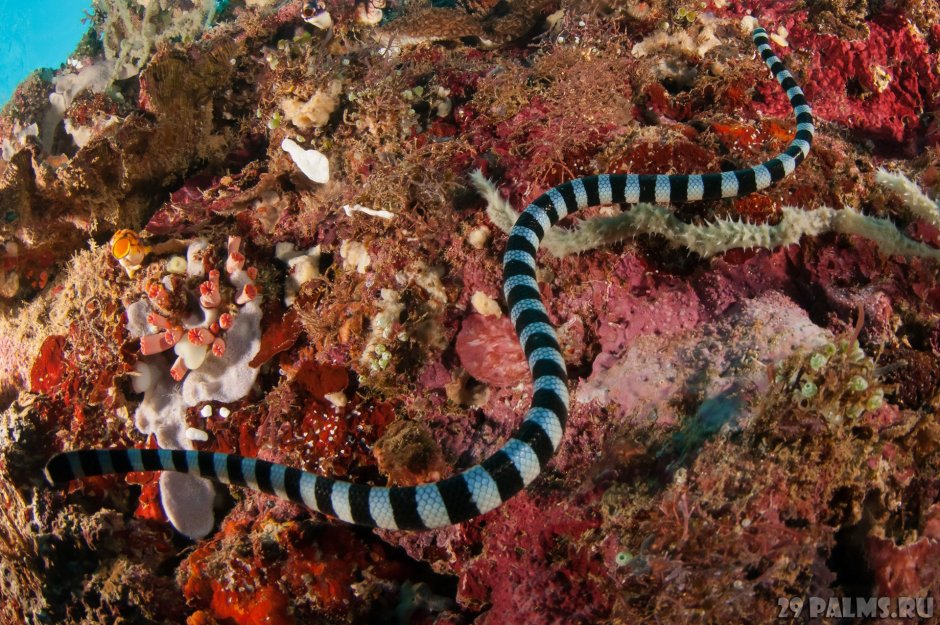 Морские змеи Атлантического океана