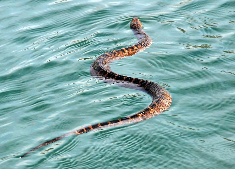 Water Moccasin змея