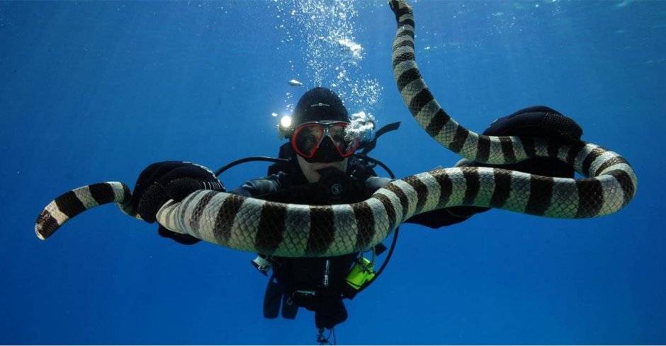 Морская змея Белчера яд