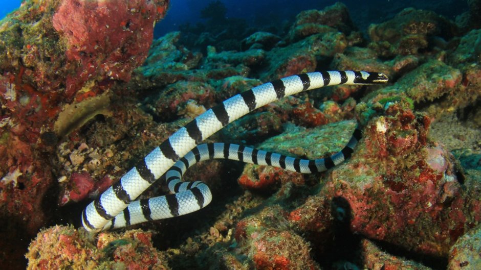 Sea Krait