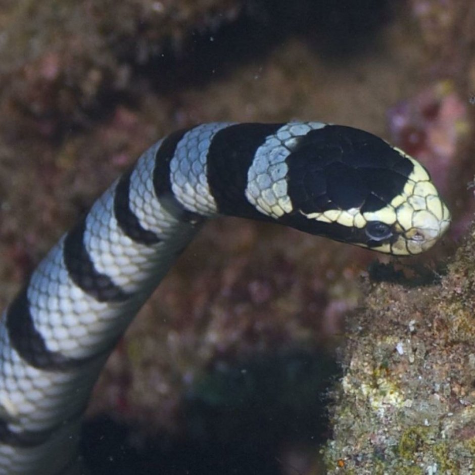 Морская змея в Египте